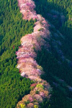 tanuki-kimono: Wild cherry trees in Nara moutains, breathtaking pictures seen on 