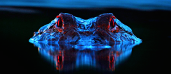 nubbsgalore:  an alligator has a tapetum lucidum at the back of each eye, which reflects light back into the photoreceptor cells to make the most of low light, and causes its eyes to glow red. photos by larry lynch and david moynahan  That is not okay.