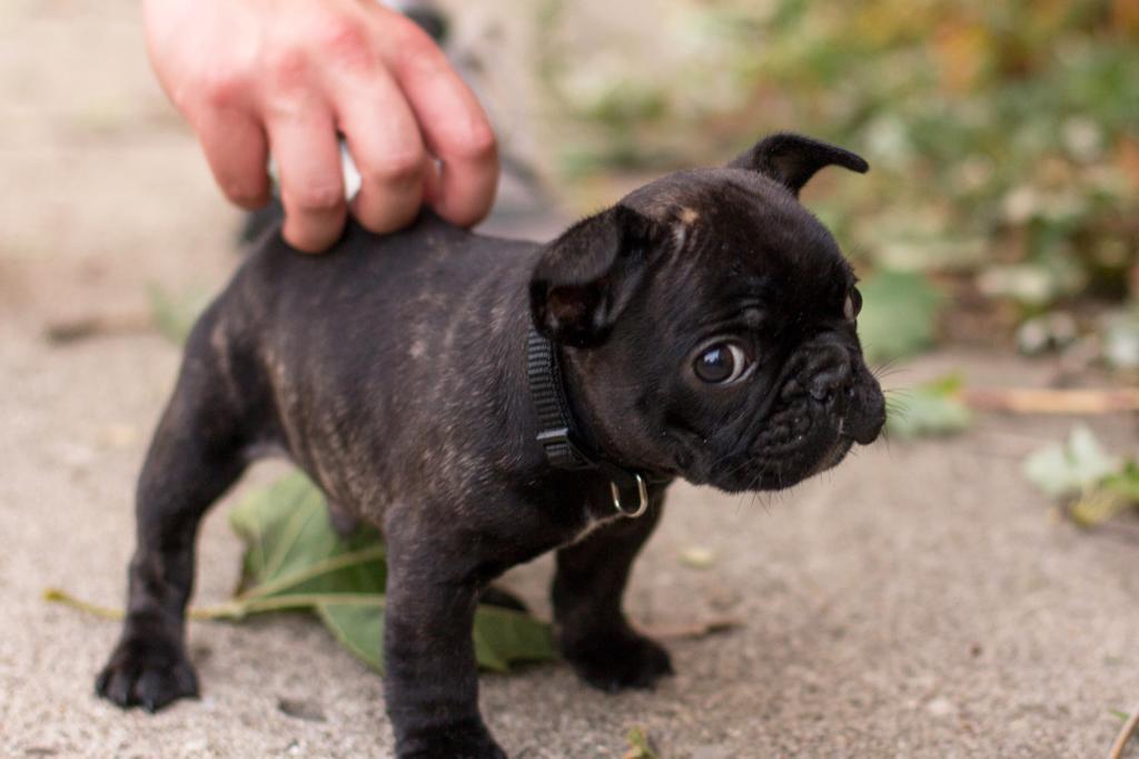 Cute black pug puppies