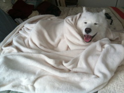 skookumthesamoyed:  Samoyeds and Quilts, what more cuddly of a situation could you ask for? 