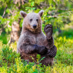 fuck-yeah-bears:  Brown Bear Yoga by Denis Roschlau