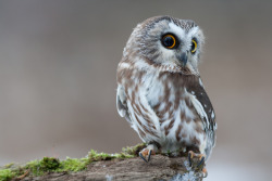 owlsday:  Saw Whet Owl  #obsession #owls #adorable