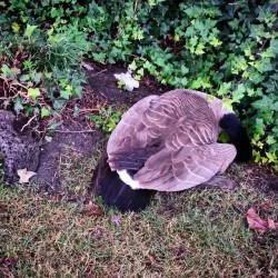 I thought it was a rock until I heard it SNORING! Tempted to hit it with a rock &amp; cook it for dinner. #survivalofthefittest #Darwin #Darwinism #GoldenGatePark #sanfrancisco #California #nature #birds #Spring #goose #geese #snoring #canadiangoose #pond