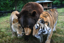 vmagazine:  An Unbreakable Bond… Baloo an American black bear, Leo an African lion, and Shere Khan a Bengal tiger (all three known as BLT) were brought together as 2-month-old cubs and have grown up as a family. The trio was originally owned by a wealthy