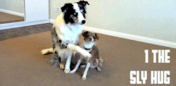 dailygiffing:Video: Dogs Demonstrate 5 Types of Hugs for Valentine’s Day