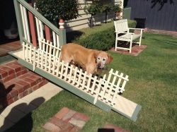 sushinfood:  ablubluh:  aguamenti-liza:  so my dog is 13 and has trouble going up and down the back steps. So dad made him a ramp  i forgot about the little railing oh my god   everyone needs to see the dog ramp
