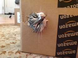catsbeaversandducks:  It’s International Box Day! Photos via BuzzFeed  because it&rsquo;s a fucking box , that&rsquo;s why !
