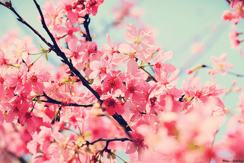 pink flowers on Tumblr