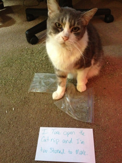 awwww-cute:  Cat shaming: Drug edition 