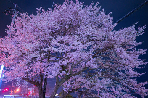 tokyoproxy:  誠修高校の桜 by camerider_k3