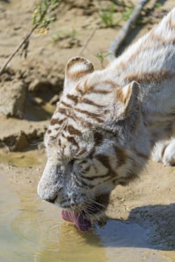 earthandanimals:  White tiger taking a drink Photo by Tambako The Jaguar  Drank!