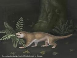 dendroica:  New proto-mammal fossil sheds light on evolution of earliest mammals  A newly discovered fossil reveals the evolutionary adaptations of a 165-million-year-old proto-mammal, providing evidence that traits such as hair and fur originated well