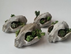cummy–eyelids: cummy–eyelids: Kitty cat skull cement bonsai succulent planters! Just listed on my etsy shop! https://www.etsy.com/shop/PastelAlienShop You can use coupon code “TUMBLR” for 10% off! 