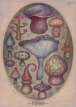 physicstoconsciousness:  MYCOLOGY [noun] a branch of biology concerned with the study of fungi, including their genetic and biochemical properties, their taxonomy and their use to humans as a source for tinder, medicinals (e.g.: penicillin), food (e.g.: