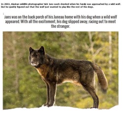 garbageshepard:  feathersmoons:  This is particularly sweet because that wolf almost undoubtedly didn’t have a pack. He was lonely. And then he wasn’t lonely: he had all the weird little squished stunted-development wolves and their weird bipedal