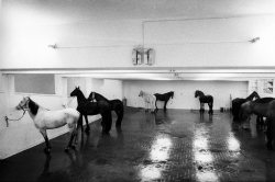 acardinalisred: Jannis Kounellis   1969 12 Horses
