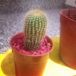 #Cactus #Katy #pretty *OOOO*