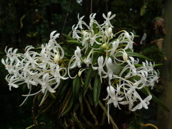 orchid-a-day: Vanda falcata (Amami Island) Syn.: Neofinetia falcata et al. August 12, 2018  