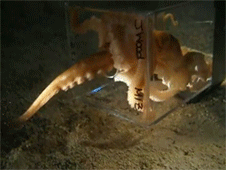 solarsaturation:  shmeards:  wittyusernamed:  actualfarmerclintbarton-deactiv: Let us take a moment to observe the awesomeness of octopus.  My buddy read an article about octopus intelligence. It was feeding time, and the handler dumped some shrimp into