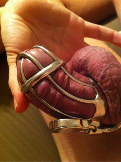 merrylander:  This is truly one of my favorite of our images.  The helplessness of an attempted erection in a steel cage; the strained, purple skin in stark contrast with my pale fingers as I torture him with a simple touch; the knowledge that he endures