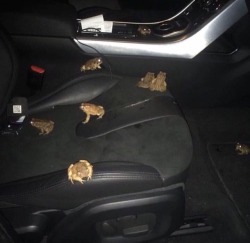 ginger-ale-official:  temperate-grassland-hermit:  ginger-ale-official: unclefather:  “Your uber is here”   Hey I like these frogs  Those are toads.  