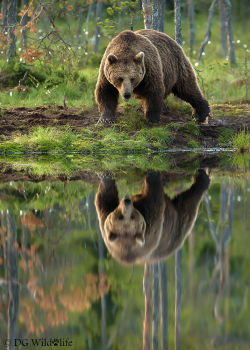 beautiful-wildlife:  Who Are You? by Giedrius Stakauskas