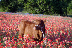 dollribbons: cute little cow baby in a field of red flowers