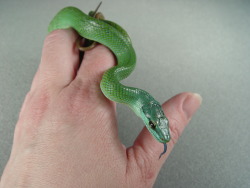 alltailnolegs:So, I totally found Justice’s baby pics that I hadn’t seen before. Had to share because WHAT A CUTE, but also to illustrate her blue compared to normal gonyo greens. Last photo is a normal sib.