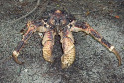 sixpenceee:  THE COCONUT CRAB Birgus latro also known as the coconut crab is the largest terrestrial arthropod in the world. They can grow up to a leg span of 3 ft. It sometimes takes 120 years to reach it’s full size. It’s also known as the robber