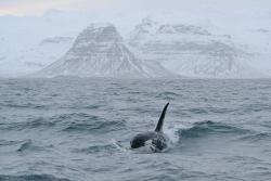  Orca bull with his tall and erect dorsal fin breaks through the waves with the magnificent snow-capped Mount Kirkjufell in the background. 