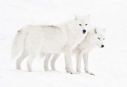 Blending in (White Timber Wolves)