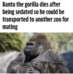 metalfacedvillain:  jack-gst:  boss-hoody:  the-antifeminist-atheist:  browsedankmemes:  How many more brothers must fall!?  BALLS OUT FOR BANTU  Poor guy went to sleep thinking he’d wake up to hot gorilla puss, but instead, he woke up to being dead.