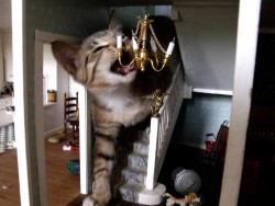 catsbeaversandducks:  10 Cats Who Are Breaking Into Doll Houses“I hope Barbie and Ken aren’t allergic.”Via The Dodo