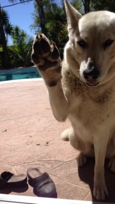 elgreenbandito:  Me: Who wants a doggie treat? Snow: “Ey, yo my man right here!”
