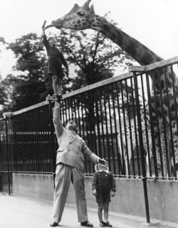 archiemcphee:  We love this awesome 1950s photograph of Paul Remos, a circus strongman, helping one of his sons feed a hungry giraffe at the London Zoo. Paul and his sons all performed together in a revue called Wonderful World. [via Retronaut] 