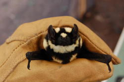 lesless:  smallnightbird:  New species of bat found, Niumbaha superba, and it’s adorable.  Oh wow! I’m glad people are as excited about animals as I am. Here’s some additional photos. Fun fact: this bat is so different from others that a new genus