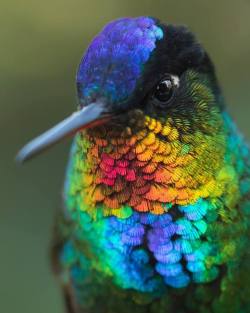 quiet-nymph:  Fiery-throated Hummingbird, Costa Rica by  Jess Findlay Nature Photographer | Vancouver, BC, Canada      Such amazing wonders in Costa Rica!  So many different hummingbirds, you never know what will zip by. 