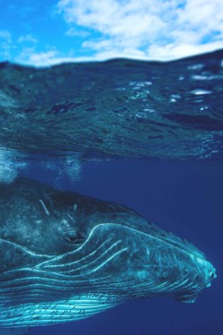 elvenlake:  humpback whale