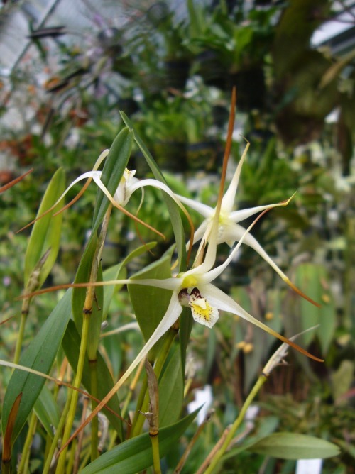 orchid-a-day: Dendrobium aratriferum Syn.: Diplocaulobium aratriferum September 28, 2020  