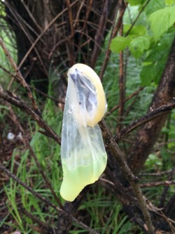 usedcondomss:  Again…peeing in condoms and throwing them away it’s a bit weird for me. I don’t understand the fun of it, but for the pee fans: an used condom full of pee!