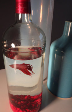 juggalo-prince:  meofsharick:  Rant time. The longer I keep bettas, the angrier I get when I see things like this. These are not homes. Bettas are not decorations, they are living animals. At the very, very least they should have a gallon of water,