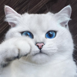 wilwheaton:  beardset:  awesome-picz:  This Cat Has The Most Beautiful Eyes Ever.  Oh my fucking god the beauty  This cat has expressed every single emotion I have ever felt.   I just had my self esteem lowered like ten pegs from seeing this cat