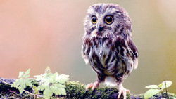 knowledgethroughscience:  Baby owls have sleep patterns similar to baby humans, and their sleep changes in the same way when growing up - the older they get, the less time they spend in REM sleep.  This is what a team from the Max Planck Institute for
