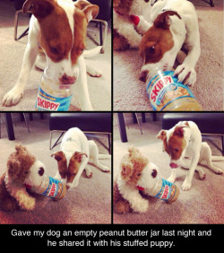 xstayfocused:  brauerpower:  stepfordprepster:  agelfeygelach:  This is a very important dog. This dog has a good heart.  THE FACE IN THE LAST PICTURE!!!  Pup  My heart is sobbing 
