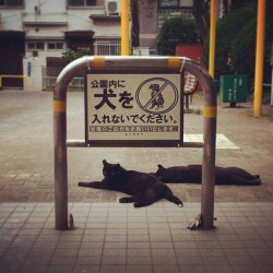 taishou-kun:  m0r1:  holy zさんはInstagramを利用しています:「何故かは解るよな？」   holy zさんJapanese cats how to read : 公園内に犬を入れないでください。(Please do not put dogs in the park) - Japan - 2015Source