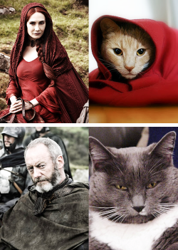 10knotes:  Game of Cats THEY’RE ALL SO ACCURATE BUT THE JOFFREY ONE OMG Featured on a 1000Notes.com blog 
