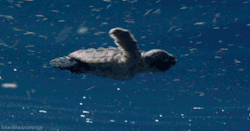 awwdorables:  awwww-cute:  Baby sea turtle swimming  IT’S SQUIRT!  