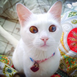 awwww-cute:  People always tell me my cat has the most beautiful eyes 
