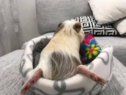 floofy-muffins:  Barley here has the best sleeping poses! This one is a new one 😂  Check him and his brothers out on Instagram at iamnotahamster!