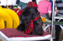 perfectdogs:  Scottish Terrier.